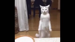 рыгающие коты