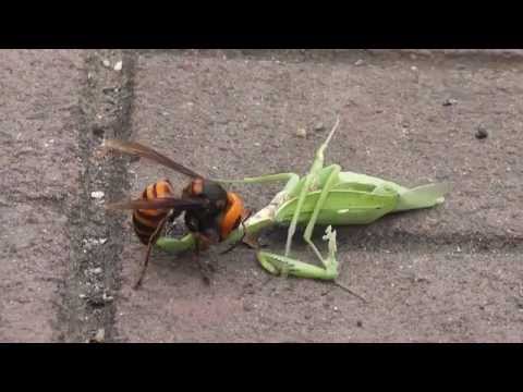 カマキリＶＳスズメバチ ガンバレ!! カマキリ VS スズメバチ A hornet caught a mantis — Видео