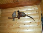 Петя Андриїшин фотография #15 (источник - https://vk.com/id59811466)