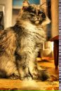 Василь Павлівський фотография #15 (источник - https://vk.com/id152939574)