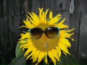 Фотография Кременский Дмитрий