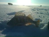 Фотография Ведерникова Егора