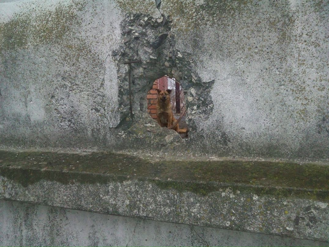 Roma Vodka фотография #47