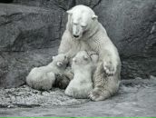 Фотография Богровской Евгении