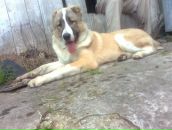 Кіцюня Лапуня фотография #25 (источник - https://vk.com/id59427462)