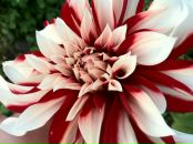 Фотография Дубниковой Елизаветы