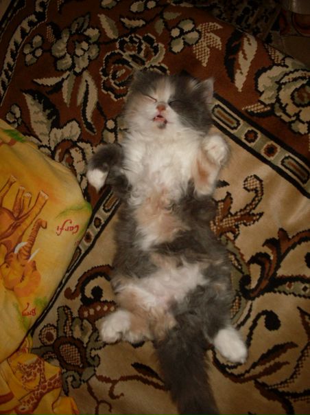 №16, Ангелина Ярославцева №16, Ангелина Ярославцева