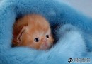 Вадим Кельвич фотография #1
