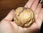 Маряна Сокіл фотография #23 (источник - https://vk.com/id8316949)