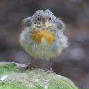 Фотография Кудряшовой Анастасии