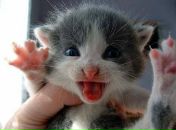 Фотография Скородубцева Александра