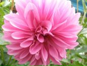 Фотография Азаматовой-Сафиной Ляли