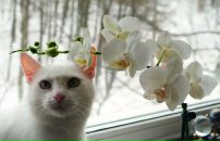 Фотография Платоновой Елены