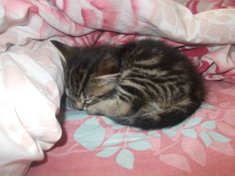 Бендер Родригес фото №6