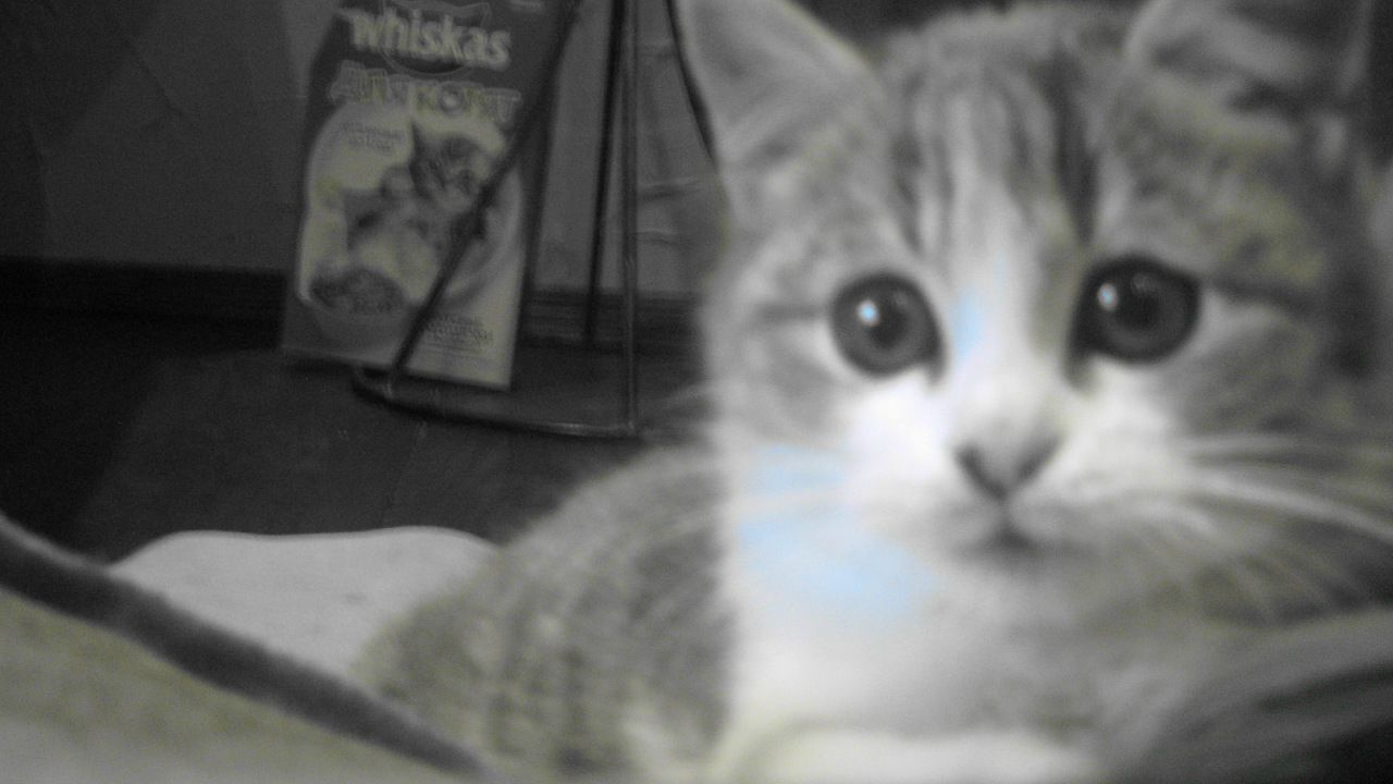 Mr Norbert фотография #18