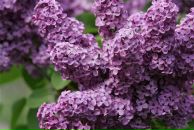 Фотография Гусевой Екатерины