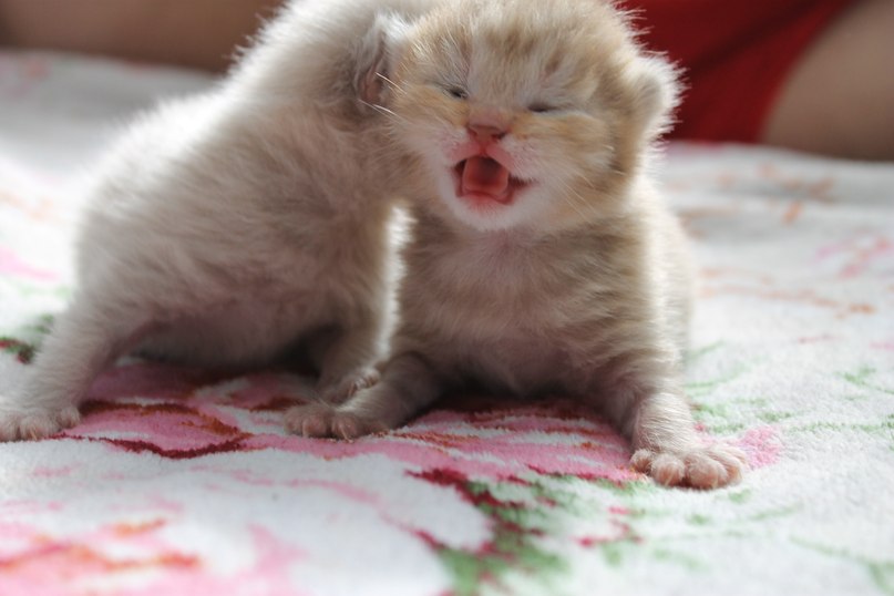 Ирина Ессе фотография #46