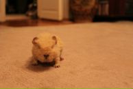 Kristina Sinitsyna фотография #47 (источник - https://vk.com/id604541)