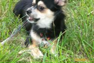 Разбитое Сердце фотография #40 (источник - https://vk.com/id611602)