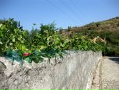 Семен Таширев фотография #24 (источник - https://vk.com/id374459)