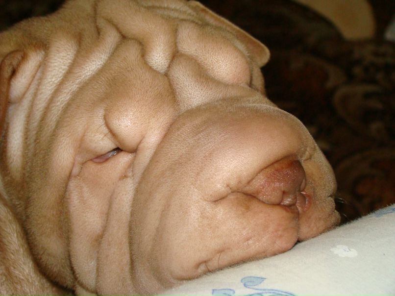 Томаш Чеботарь фотография #38