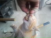 Фотография Ачаса Сергея