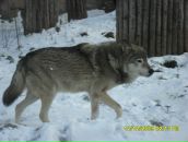 Фотография Сазонова Евгения