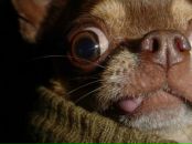 Фотография Ра Анатолия