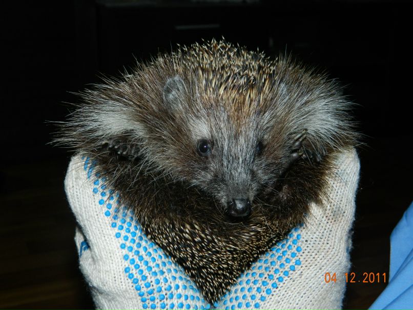 Константин Воробьев фотография #1