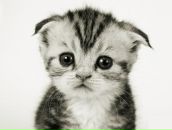 Фотография Кот Виктории