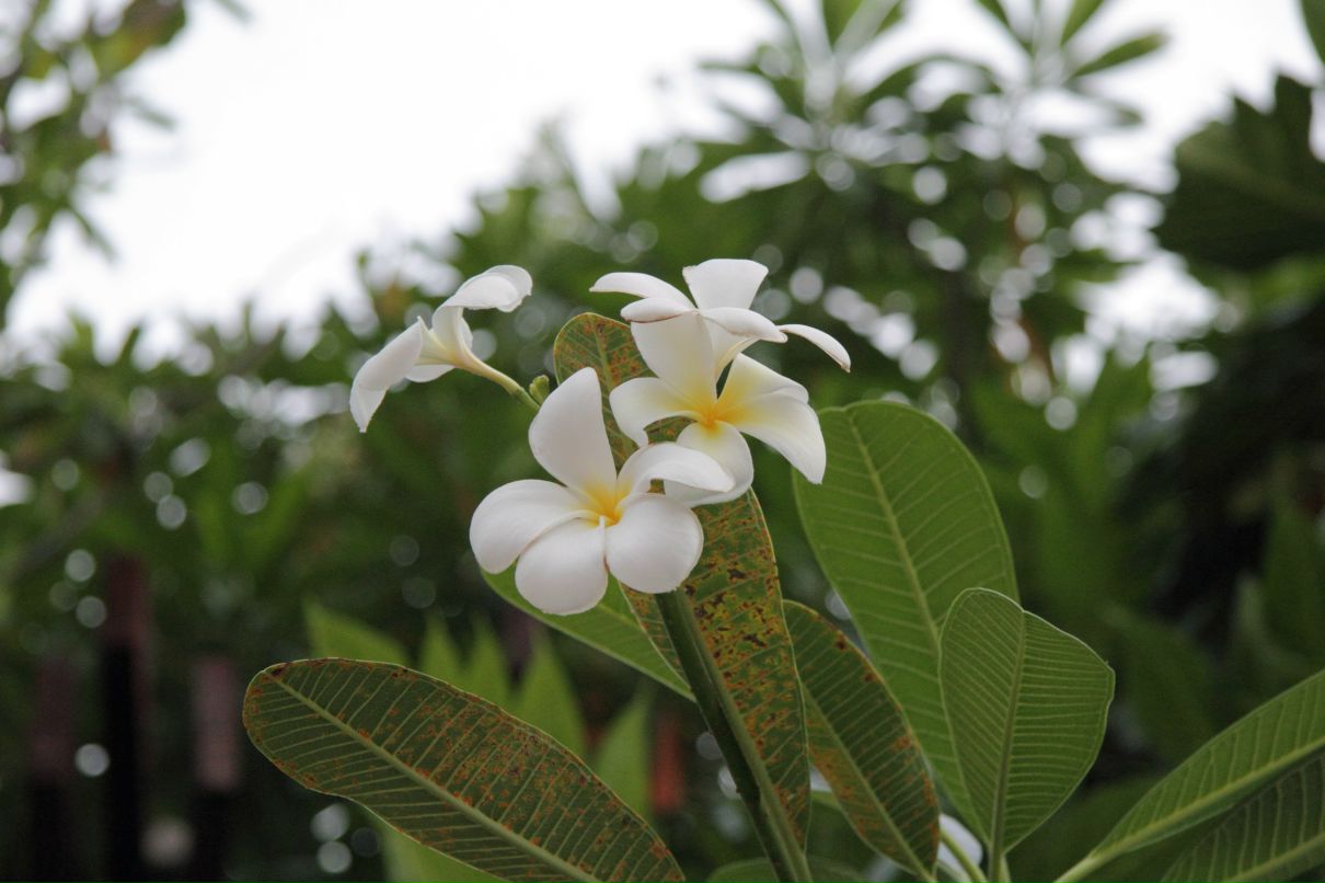 Дмитрий Симонов фотография #8