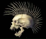 Фотография Албиньша Яна