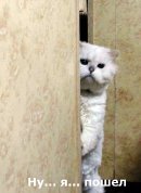 Knight Honour фотография #24 (источник - https://vk.com/id655167)