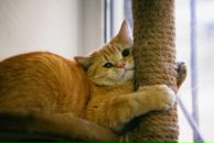 Фотография Moonlight Mariya