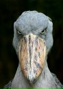 Фотография Смольянова Игоря
