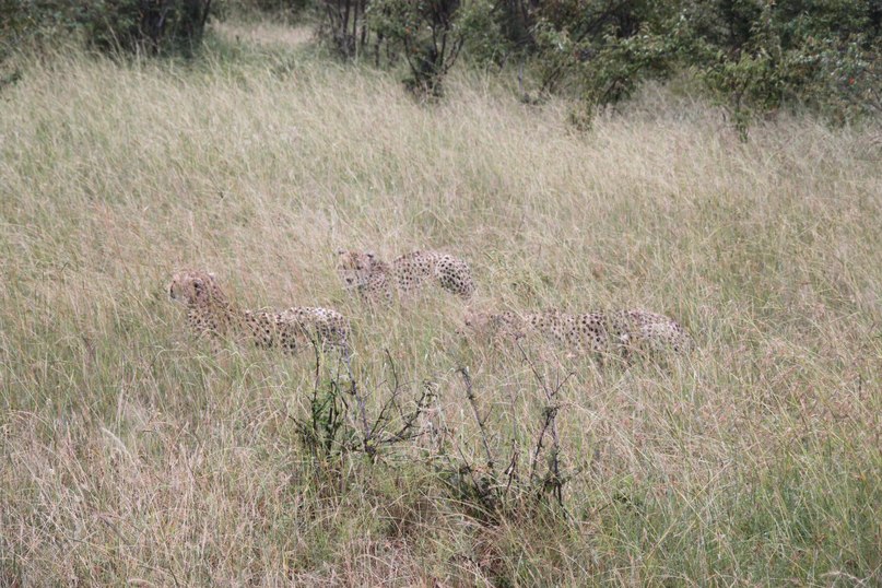 Oguz Saka фотография #27