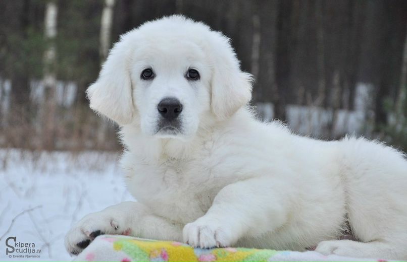 Sandra Kaleja фотография #14