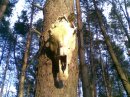 Габріель Реджинальд фотография #38 (источник - https://vk.com/id16590790)