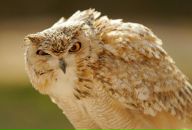 Фотография Перепелкина Вячеслава