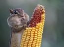 Настунька Щукіна фотография #1