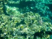 Ja Ne фотография #32 (источник - https://vk.com/id146059)