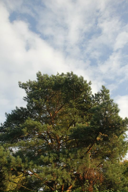 Петр Поляков фотография #34