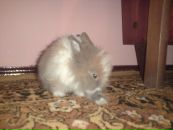 Сергій Миринович фотография #10 (источник - https://vk.com/id78410914)