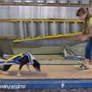 Tayson Pitbul=jermani фотография #31 (источник - https://vk.com/id70604395)