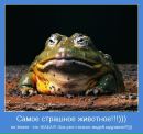 Тарас Бойків фотография #19 (источник - https://vk.com/id16461180)