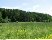 Фотография Кота Даниэля