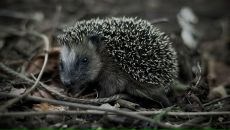 Фотография Майриновой Марины