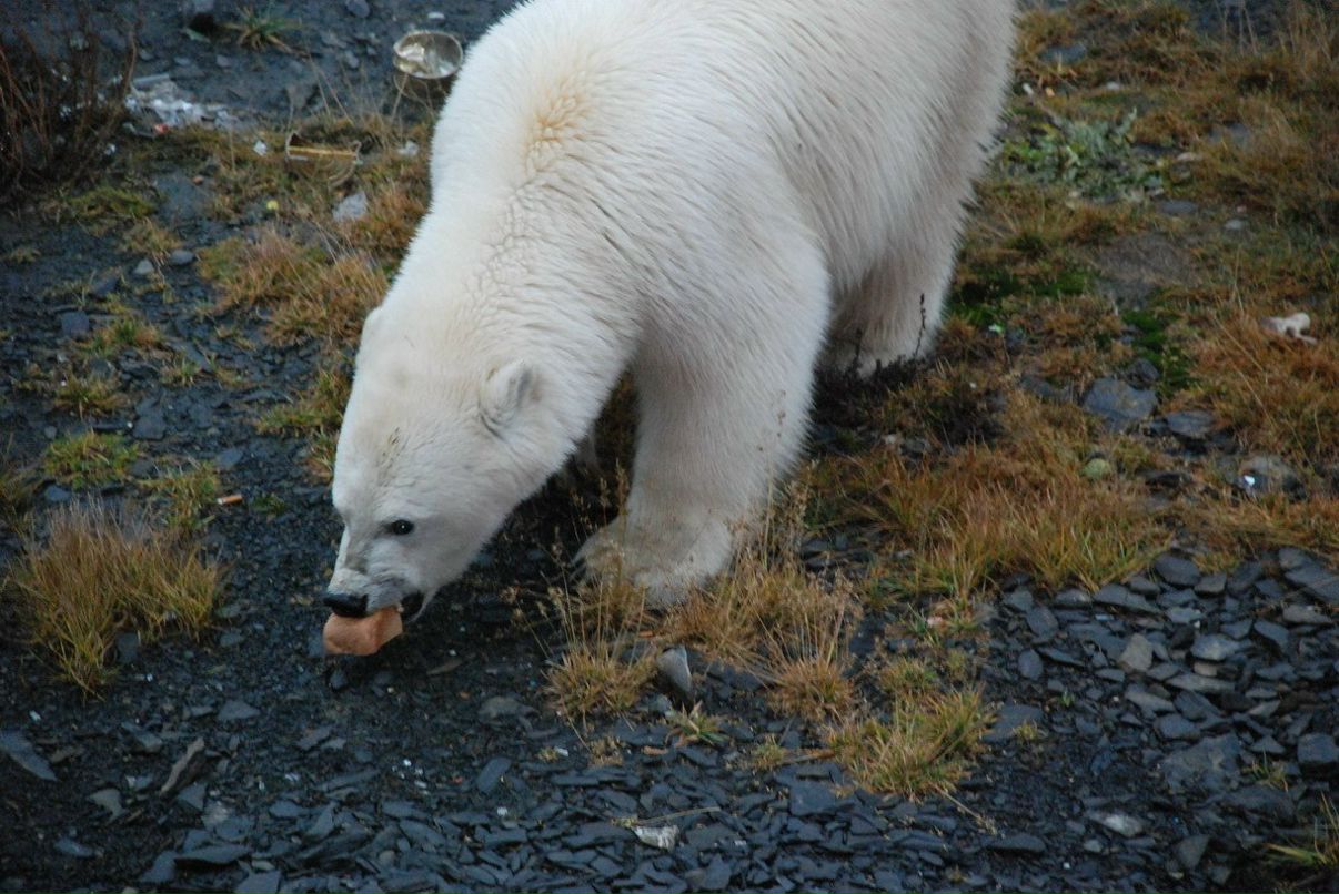 Александр Нечаев фотография #15