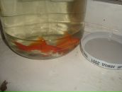 Фотография Каргаполов Вячеслав