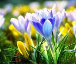 Фотография Комиссаржевской Ольги